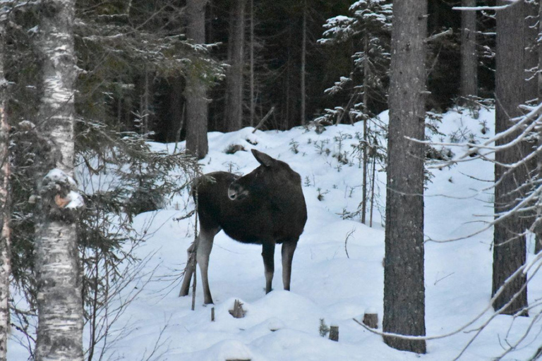 Hønefoss: Safári de alce de dois dias na natureza de Oslo