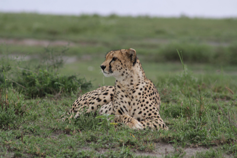 Arusha: 6-Day Safari to Tarangire, Lake Manyara, and …