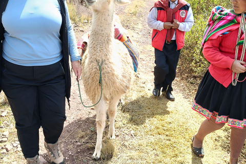 The Llama Hiking & History Experience in Racchi Ayllo
