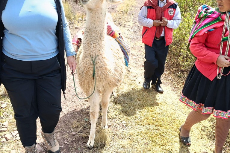 The Llama Hiking & History Experience in Racchi Ayllo