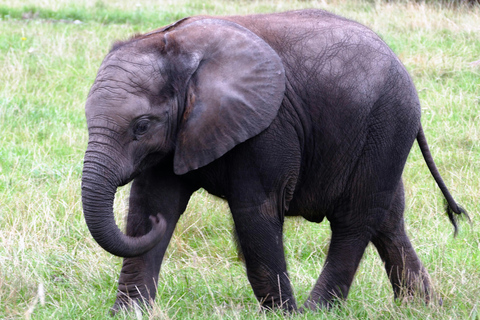 Agra : Taj Mahal & Agra Fort Tour with Elephant SOS & Lunch From Agra : Private Transport and Tour Guide