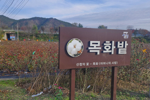 Retiro de bem-estar anti-envelhecimento: de Busan a Sancheong