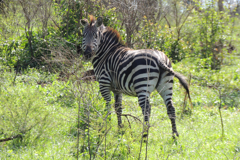 From Entebbe: 3-Day Lake Mburo Safari with Boat Cruise