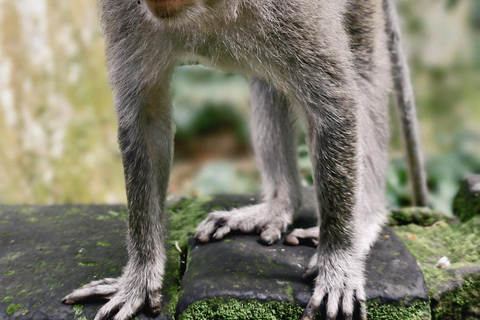 Bali: Private Jungle Swing, Waterfall & Rice Paddy Tour Private Tour with Entrance Fess