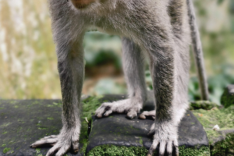 Bali: Private Jungle Swing, Waterfall & Rice Paddy Tour Private Tour with Entrance Fess