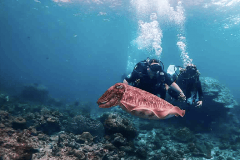 Phi Phi: Scuba diving with Portuguese speaking instructor Phi Phi Island: Scuba diving with Portuguese instructor