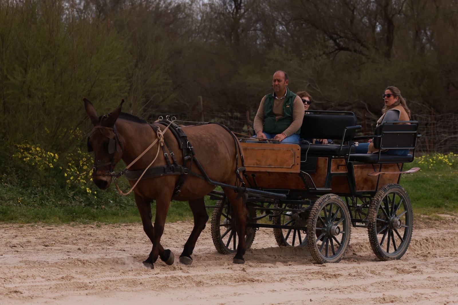 El Rocío: Kutschenfahrt und Doñana