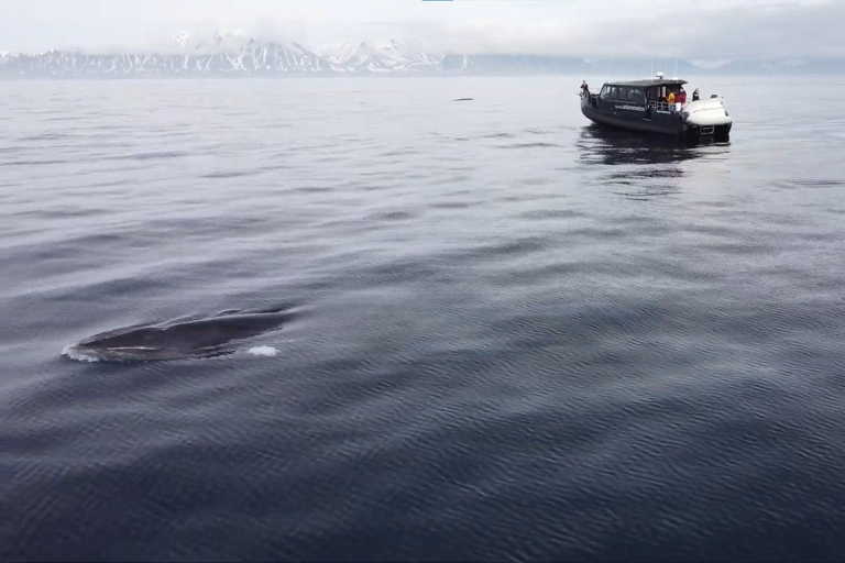 Skjervøy : Excursion en bateau chauffé pour l&#039;observation des orques et des baleines