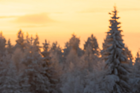 Rovaniemi: Snowmobile Safari & Reindeer Encounter