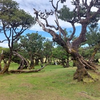 Oeste de Madeira, Bosque de Laurel, Cascada, Piscinas volcánicas de roca - Hizvo