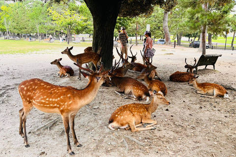 KYOTO OCH NARA DAGSUTFLYKT MED UPPHÄMTNING OCH AVLÄMNING