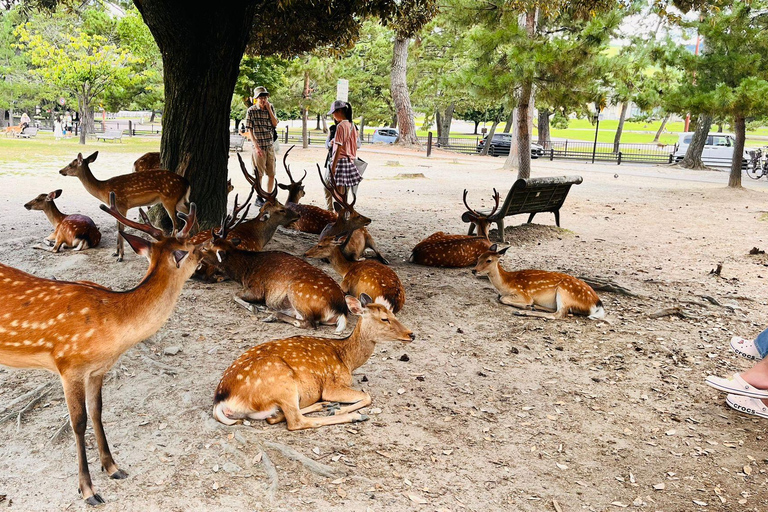 VISITE D&#039;UNE JOUNÉE DE KYOTO ET NARA AVEC PRISE EN CHARGE ET RETOUR