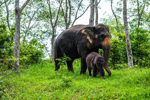Phuket: Halvdagsudflugt med elefanter hos Phuket Elephant Care