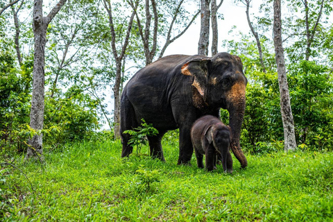 Phuket: Half-Day Elephant Explorer at Phuket Elephant Care Hotel pickup in Phuket