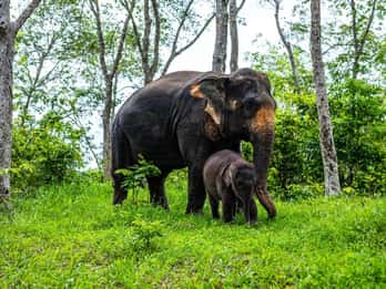 Phuket: mezza giornata per esplorare gli elefanti al Phuket Elephant Care