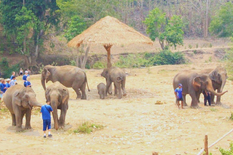 Chiang Mai: Santuario degli elefanti Living Green e rafting con i bambùChiangmai: Santuario degli Elefanti e Bamboo Rafting