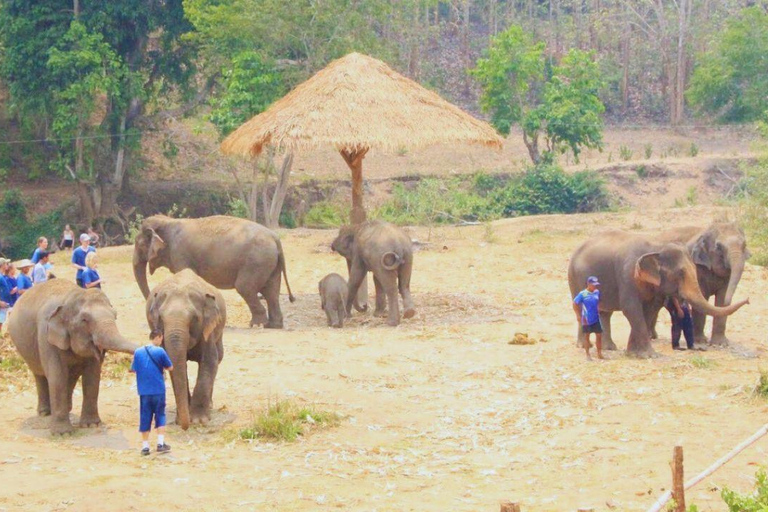 Chiang Mai: Santuario degli elefanti Living Green e rafting con i bambùChiangmai: Santuario degli Elefanti e Bamboo Rafting