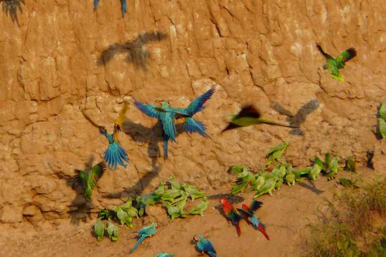 Tambopata Macaw claylick e lago andoval 3 dias/2 noites