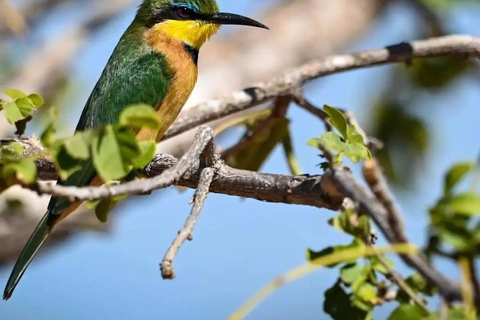 3-tägige Mikumi-Nationalpark-Sansibar-Safari mit Flügen