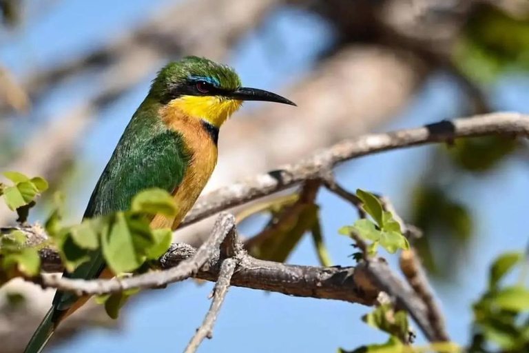 3-tägige Mikumi-Nationalpark-Sansibar-Safari mit Flügen