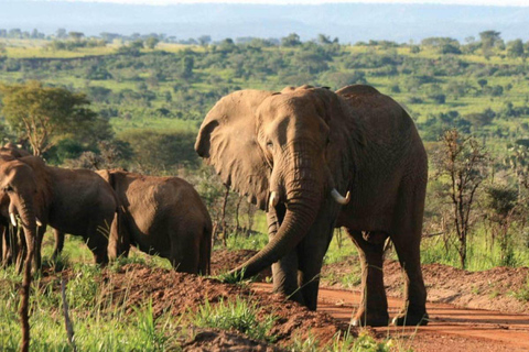 Kampala: 3-Day Queen Elizabeth National Park Safari Tour