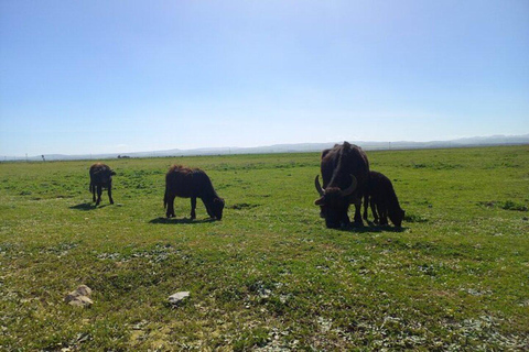 Nordafrika-Tour zum Utique-Bizerte-Ichkeul-Park (UNESCO)