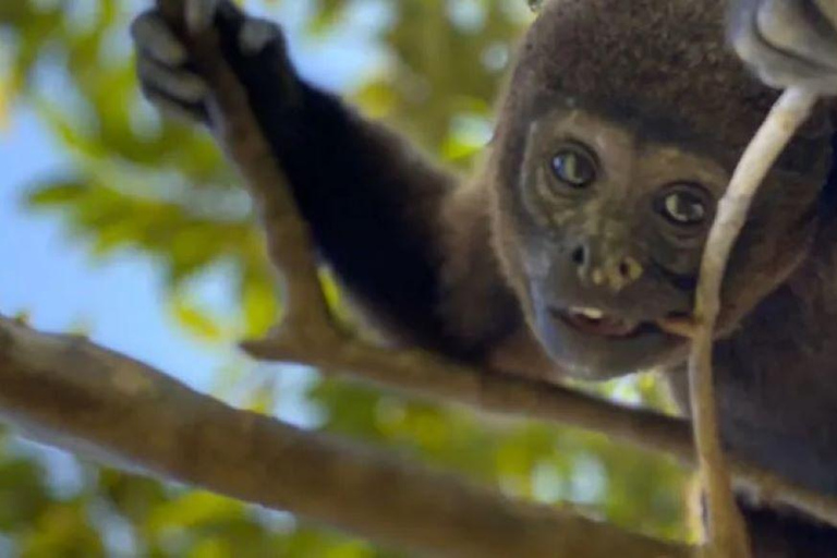 Excursão à Ilha dos Macacos