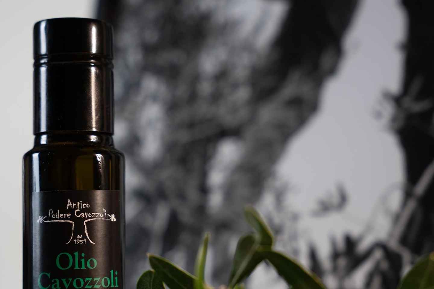 Montecatini Terme: Olive Grove Tour with Oil Tasting