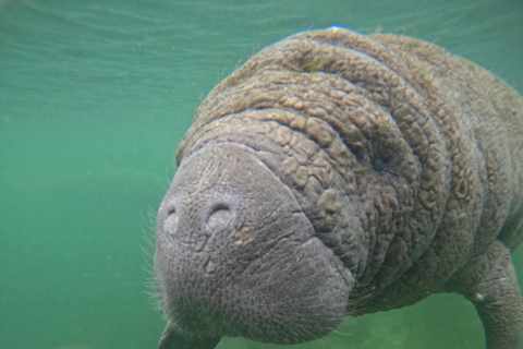 Crystal River: Guided Manatee Tour Heated Boat Free Photos