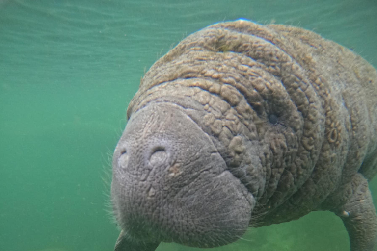 Crystal River: Guided Manatee Tour Heated Boat Free Photos