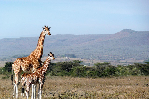 Mombasa: 3-Day Amboseli National Park Safari with Meals