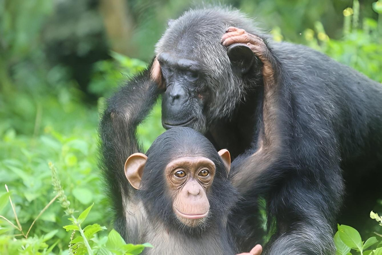 Entebbe : Trekking des chimpanzés sur l&#039;île de Ngamba