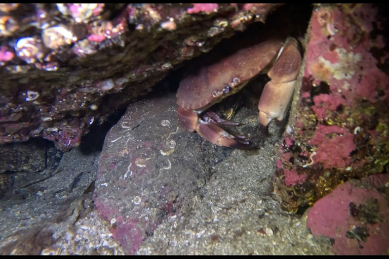 Bergen: Guided Dive Tour- All inclusive