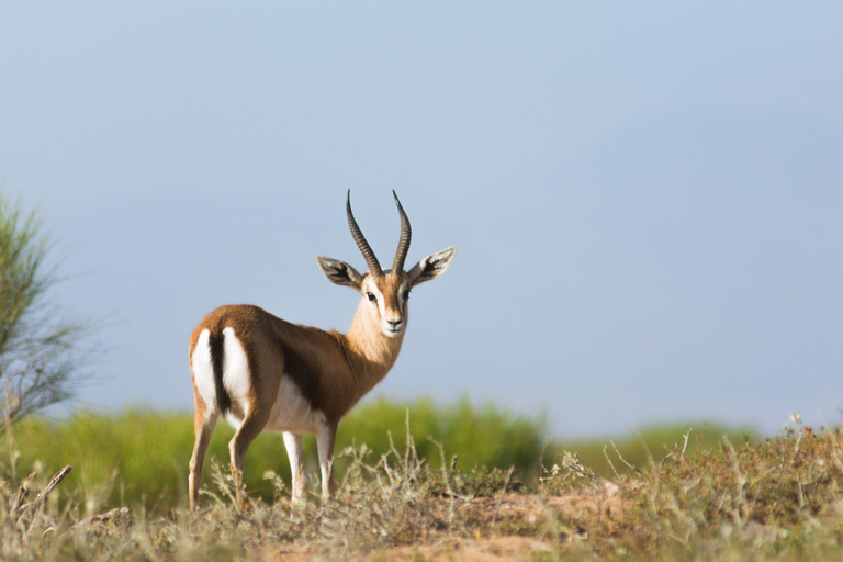 Van Agadir: Sous Massa National Park Woestijnsafari met lunch