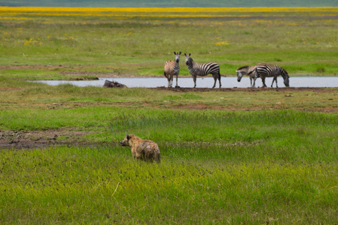 Arusha: Ngorongoro Crater Full-Day Safari Ngorongoro Crater: Full Day Safari