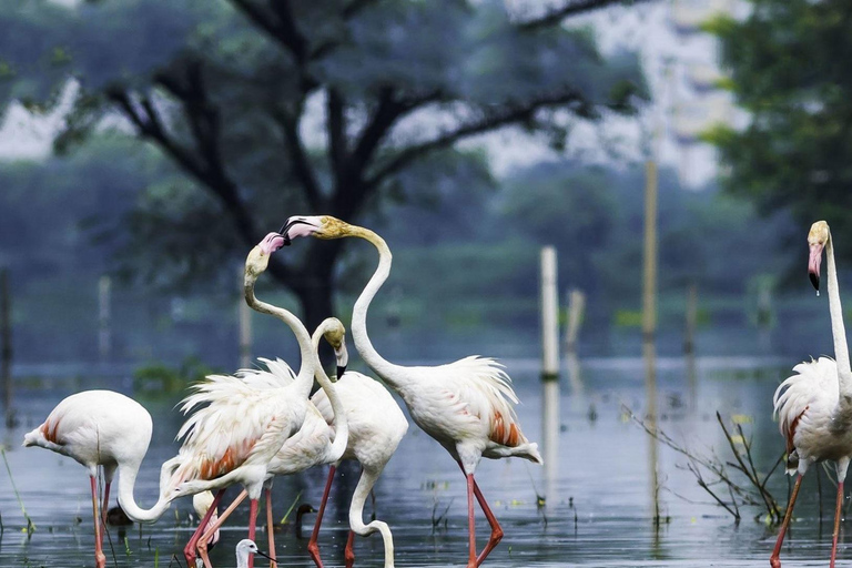 Tour de 3 días a Bharatpur y al Santuario de Vida Silvestre de Sariska desde Delhi