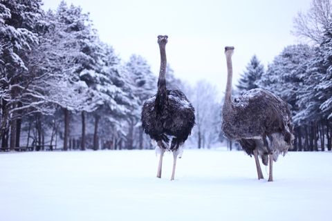 Von Seoul aus: Elysian Gangchon Ski Tour mit Nami IslandSnowboard-Paket - Treffen am DDP-Bahnhof