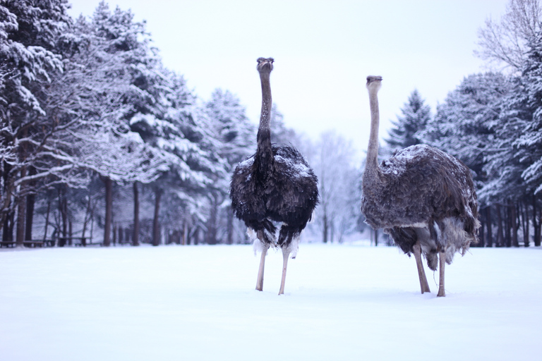 Från Seoul: Elysian Gangchon Ski Tour med Nami IslandSkidpaket - Möte vid Hongik Univ. Station