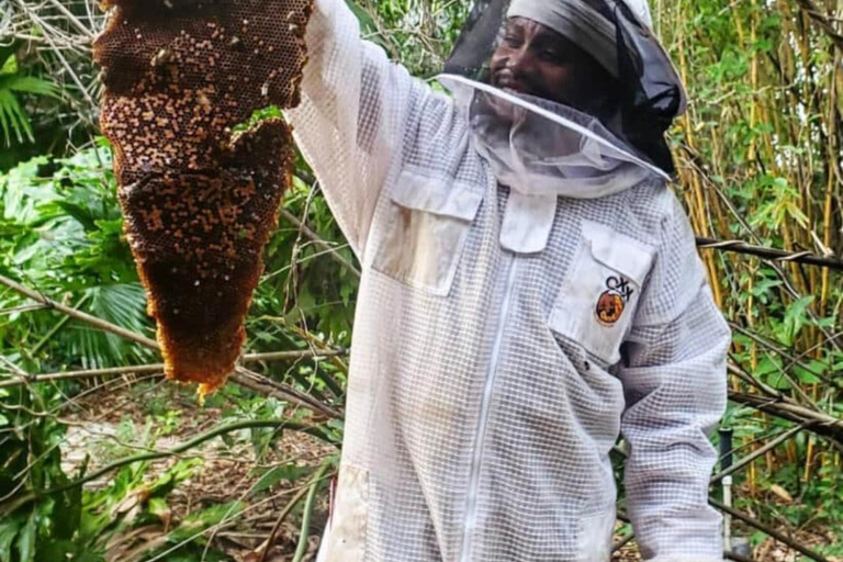 Zanzibar: las Masingini, pszczelarstwo i wycieczka na plażę MtendeZanzibar: Las Masingini, pszczelarstwo i wycieczka na plażę Mtende