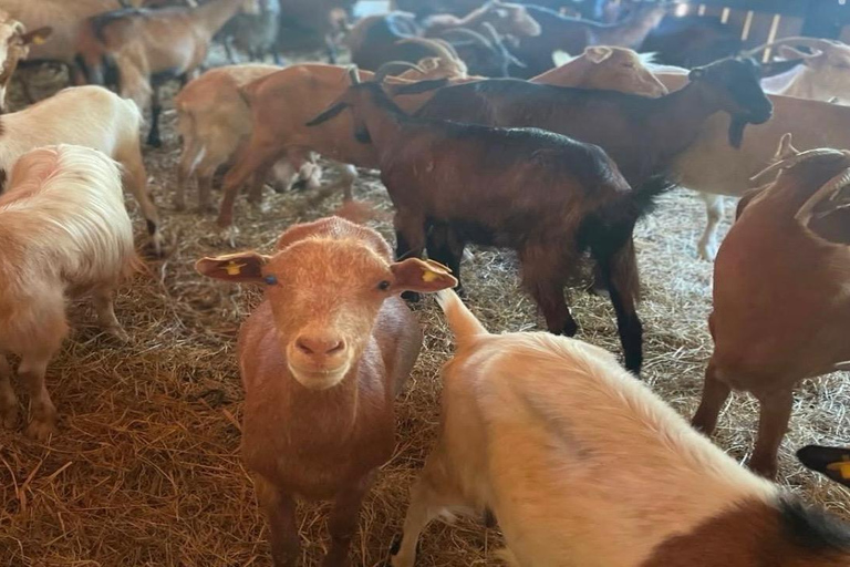 From Tirana/Durres:Wine Tasting,Cooking Class & Goat Milking From Durres or Golem: Wine Tasting Only Included.