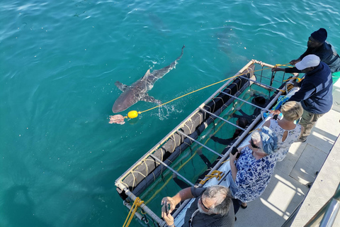 Shark Cage Diving: CAPE TOWN (Lunch & Transport included)