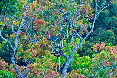 Son Tra Trekking Tour: Spot Wildlife, Nature and Landscapes Halfday Sunrise Trekking Tour to Ban Co Peak by Conquer