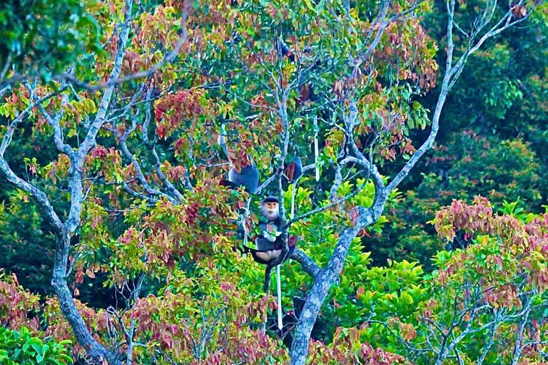 Son Tra Trekking Tour: Spot Wildlife, Nature and Landscapes Halfday Sunrise Trekking Tour to Ban Co Peak by Conquer