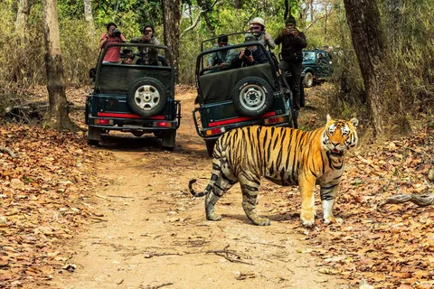 From Kathmandu/Pokhara: 2, 3, or 4-Day Chitwan Jungle Safari