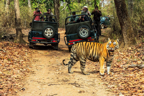 From Kathmandu/Pokhara: Chitwan Jungle Safari 2/3/4-Day Tour From Kathmandu/Pokhara: Chitwan Jungle Safari 4-Day Tour