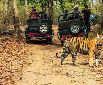From Kathmandu/Pokhara: 2, 3, or 4-Day Chitwan Jungle Safari
