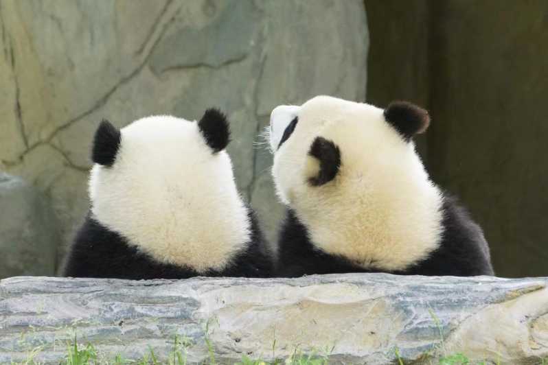 Билет на исследовательскую базу по разведению гигантских панд в Чэнду