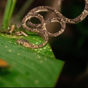 NightWalk Tour In Tortuguero Trails **Top Tour In The Area**