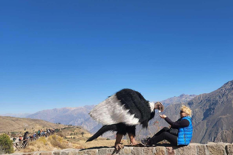 Excursie naar de Colca Canyon met ontbijt en lunch