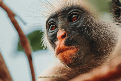 Jozani Forest &amp; Paje Beach Trip mit The Rock Restaurant